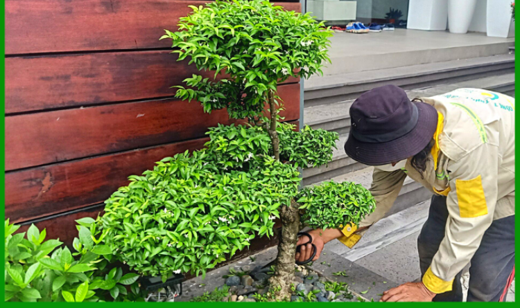 Phòng trừ sâu bệnh cho bonsai