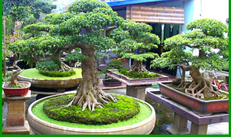 Thay chậu định kỳ cho cây bonsai