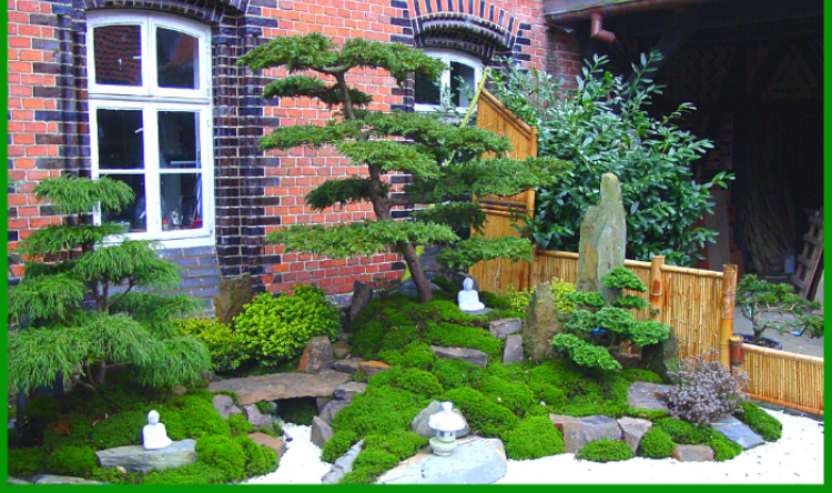 Tưới nước cho cây bonsai