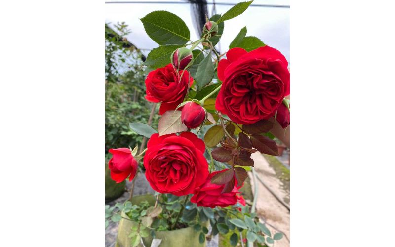 Hoa hồng Red Piano rose màu đỏ thẫm