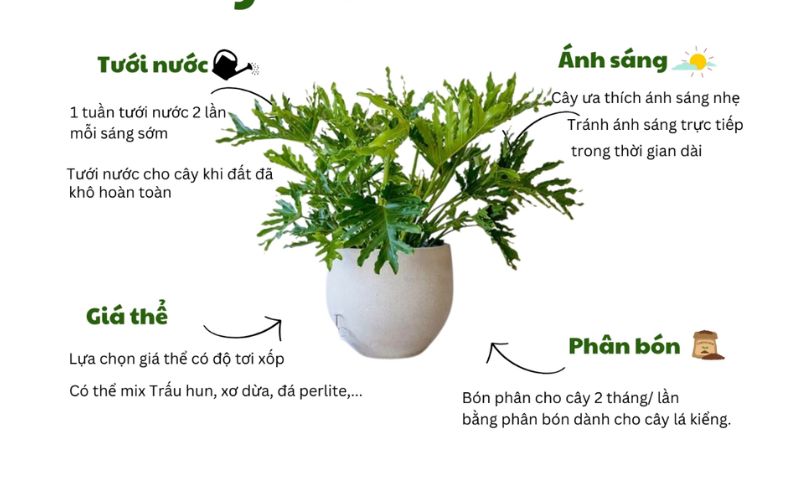 Cây Trầu Bà Thanh Xuân cao 70 - 90cm tán rộng cực đẹp