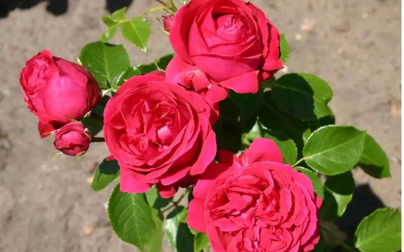 Hoa hồng Red Piano rose màu đỏ thẫm