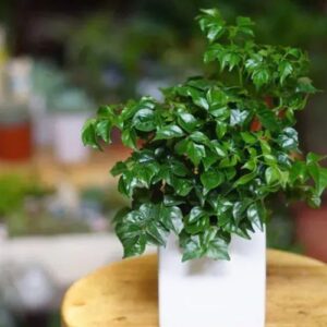 Cây Hạnh Phúc – China Doll Plant