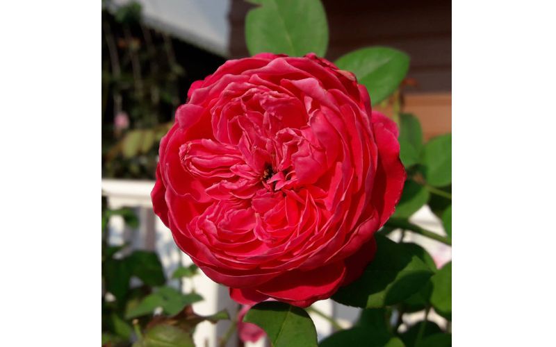 Hoa hồng Red Piano rose màu đỏ thẫm