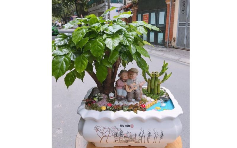 Cây Hạnh Phúc – China Doll Plant